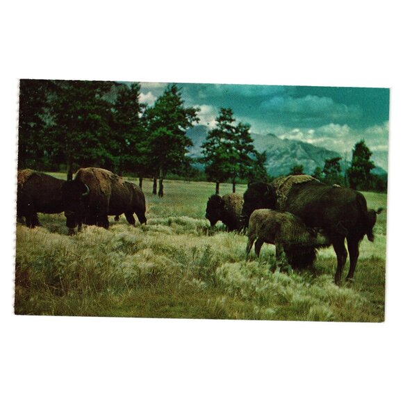 Buffalo Herd Custer State Park Vintage Postcard Rushmore Photo P1489 Roadside - Picture 1 of 2
